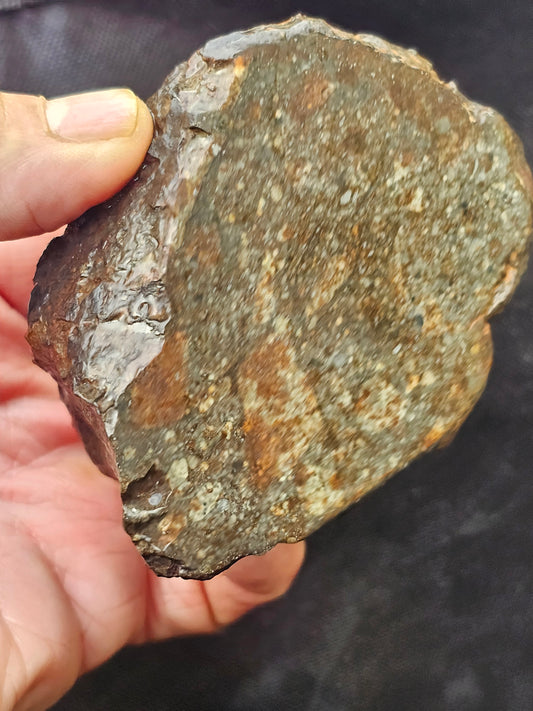 NWA - 869 Meteorite L3-6